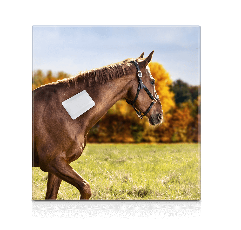 Foam Bandage Adhesive